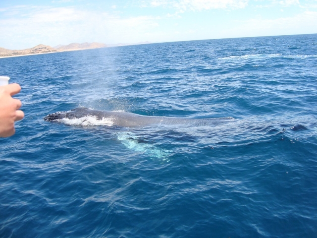  images of whales 
